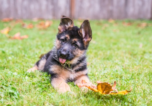 A puppy laying in the grass while on break from Private Puppy Training in Peoria IL