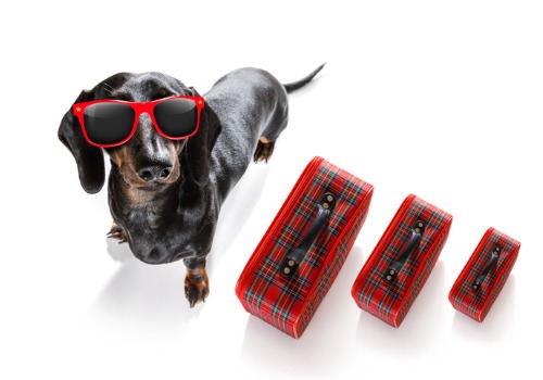 Dog Boarding for Peoria IL