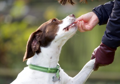 A puppy accepting a treat during Puppy Training in Cuba IL