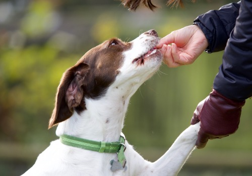 Dog Training Near Me