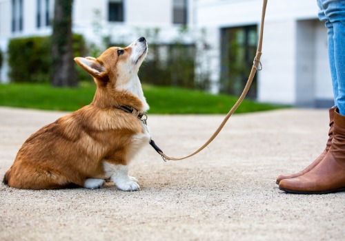 Private Puppy Training Peoria IL