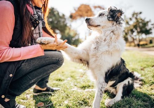 Dog Training Peoria County IL