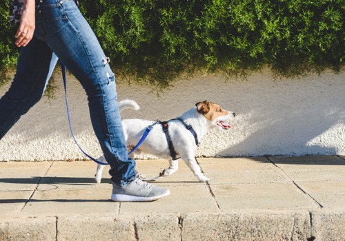Dog Obedience Training Peoria IL