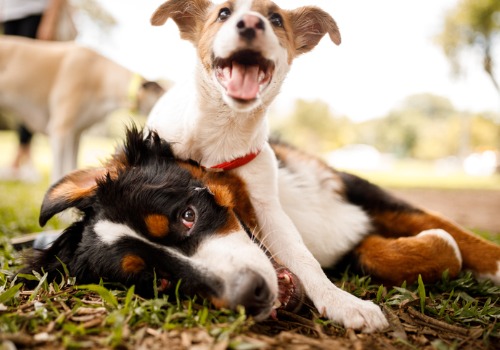 Happy dogs playing at Dog Boarding in Peoria IL