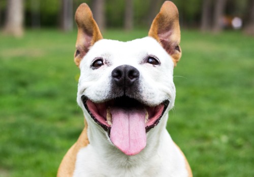 A happy dog at Board and Train in Canton IL