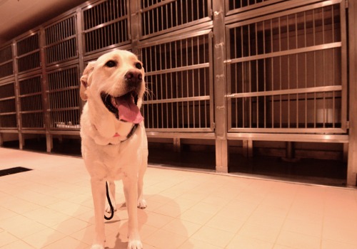 A dog getting ready to go into a kennel during Dog Boarding in Peoria IL 