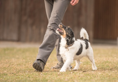 Puppy Obedience Training Peoria IL