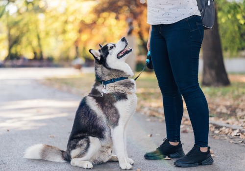 A dog learning to heel during Private Dog Training in Peoria IL