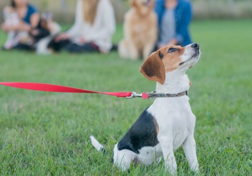A dog watching their trainer in Dog Obedience Classes in Peoria IL