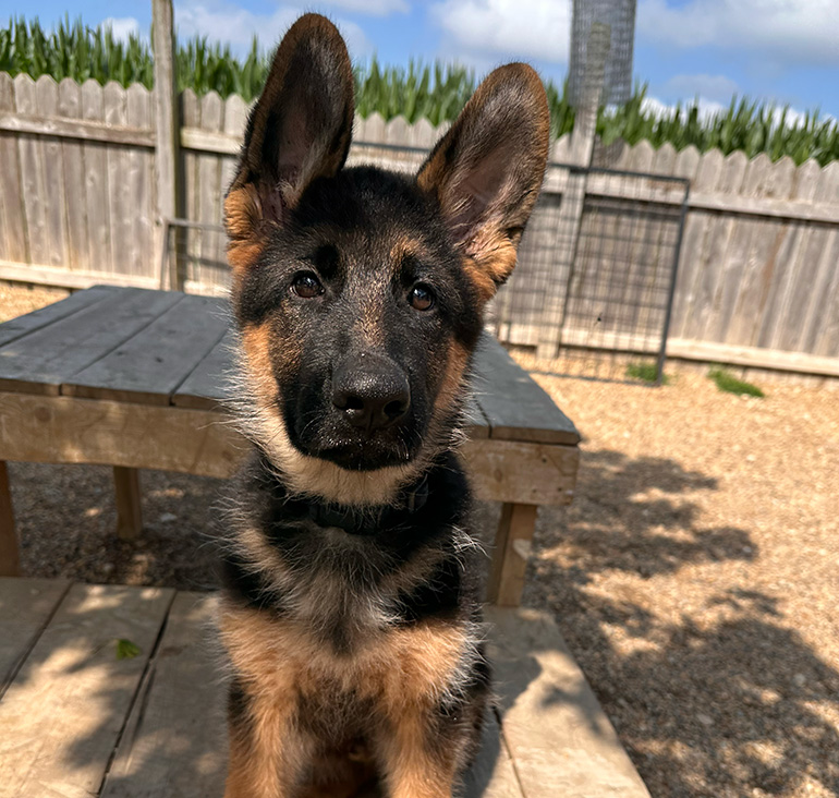 2 Week Potty Training