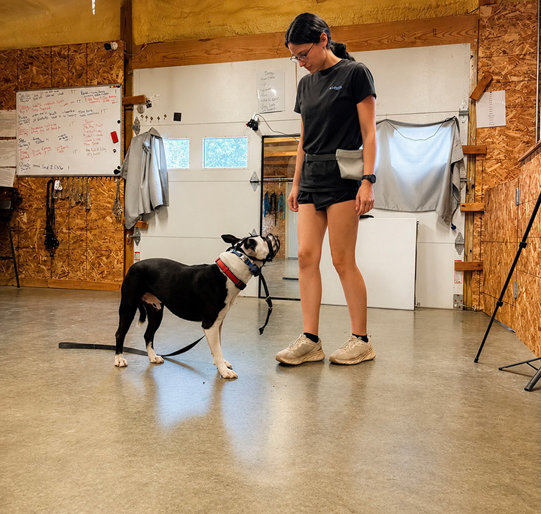 Aggressive Dog Consult